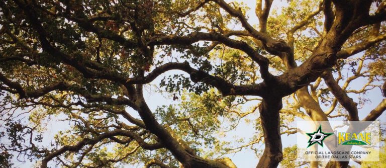 healthy trees in dallas