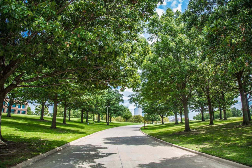 big trees and landscape and driveway