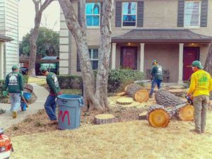 tree removal experts in dallas