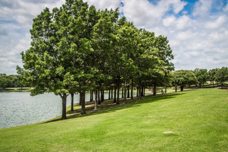 trees on dallas landscape