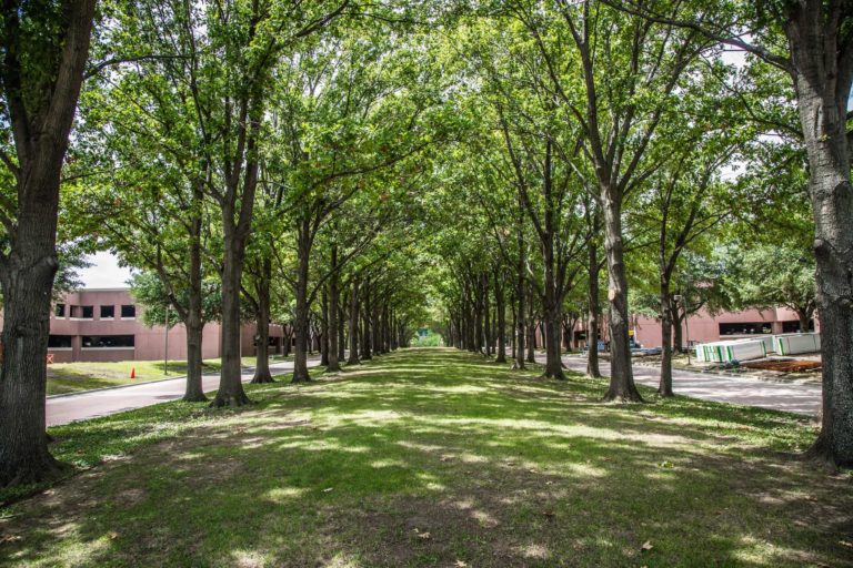 trees in dallas