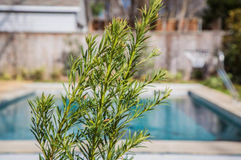 dallas pool decoration with trees