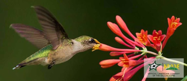 pollinator on Coral Honeysuckle
