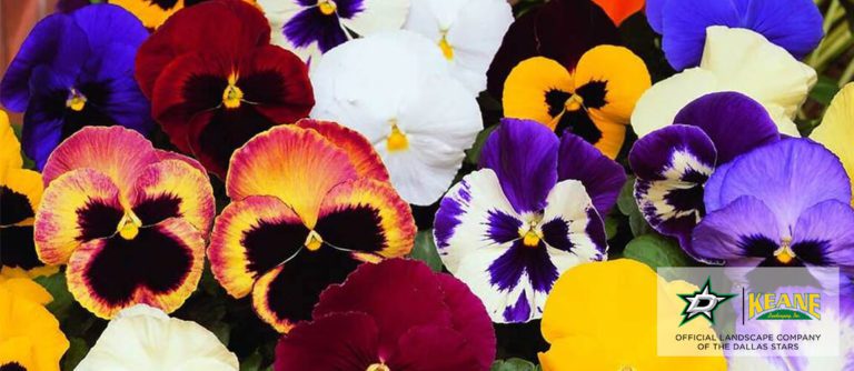 Pansies winter flower for colorful lawn