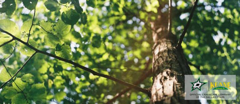 dallas tree brunches