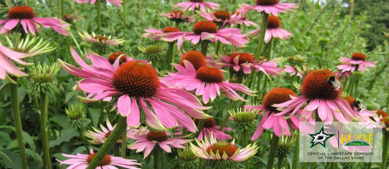 perennials purple cone flower