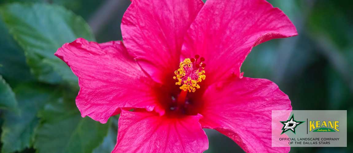 Best summer landscape flower to plant in dallas, Tx