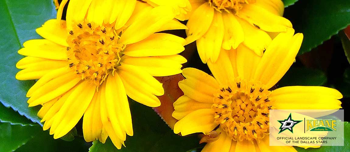 Best summer landscape flower to plant in dallas, Tx