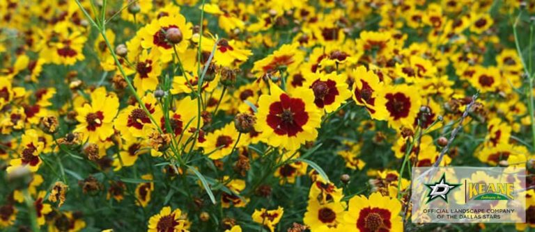 coreopsis beautiful yellow Coreopsis for Dallas landscaping
