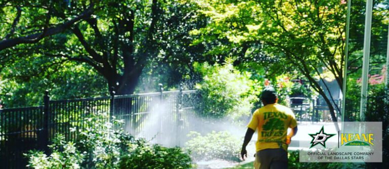 professional arborist in dallas working