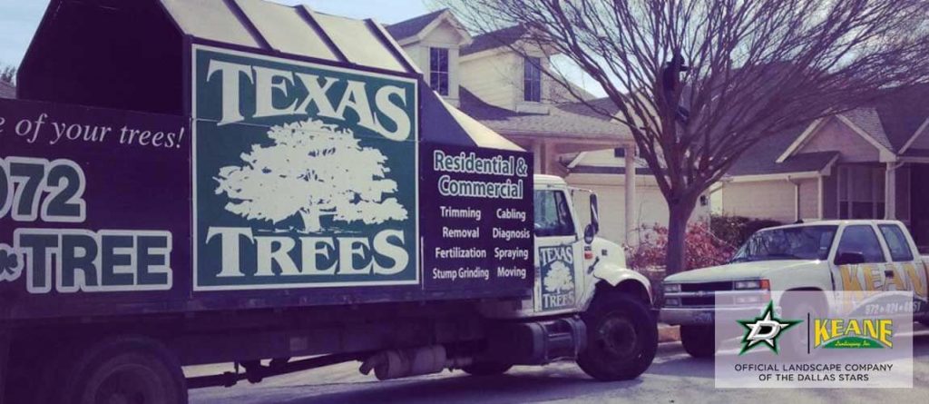 best-dallas-tree-removal-service
