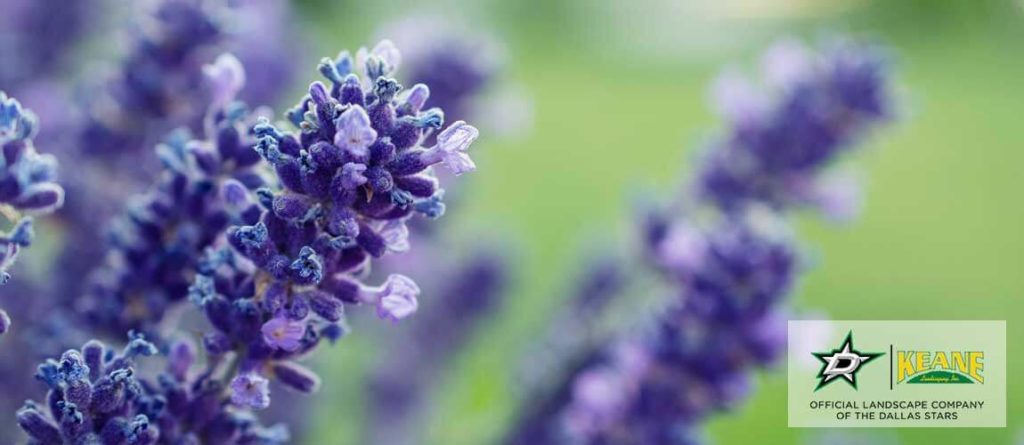 lavender to repel insects and mosquitoes
