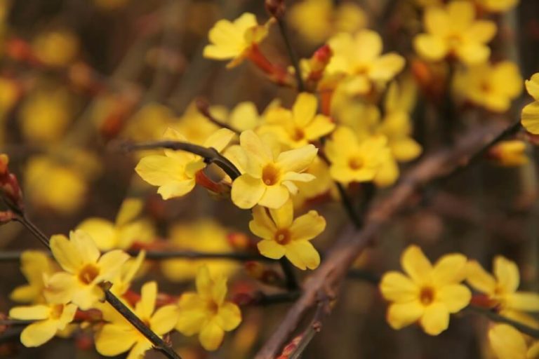 colorful winter jasmine for dallas landscape