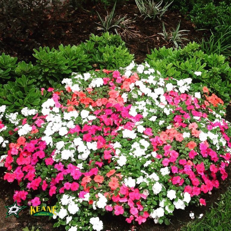 dallas spring flowers