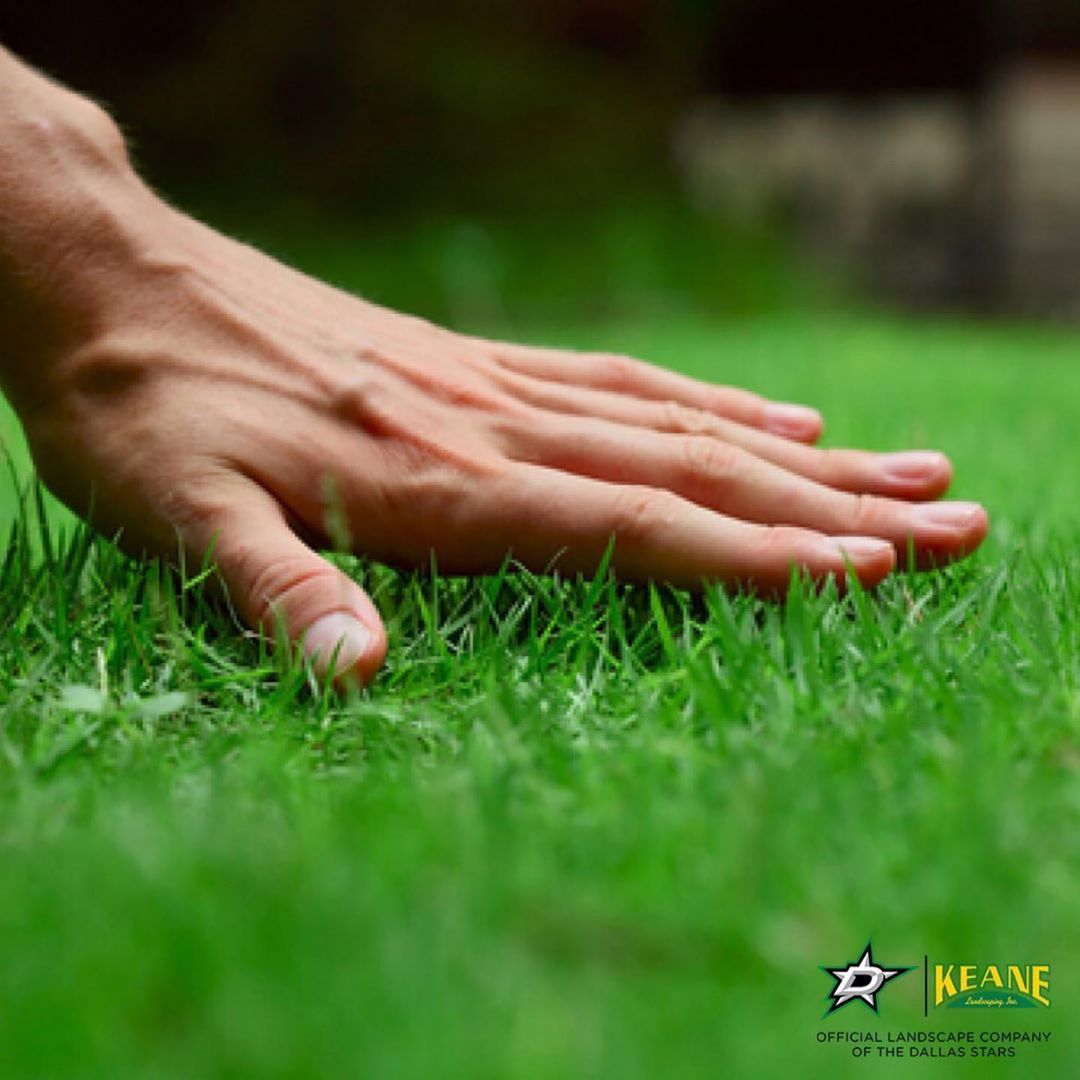 What is the Best Fall Lawn Fertilizer  : Enhance Your Yard Now
