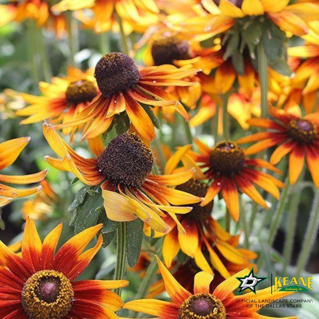 Exquisite Fall Flowers For Dallas Tx, Greater North Texas Landscaping