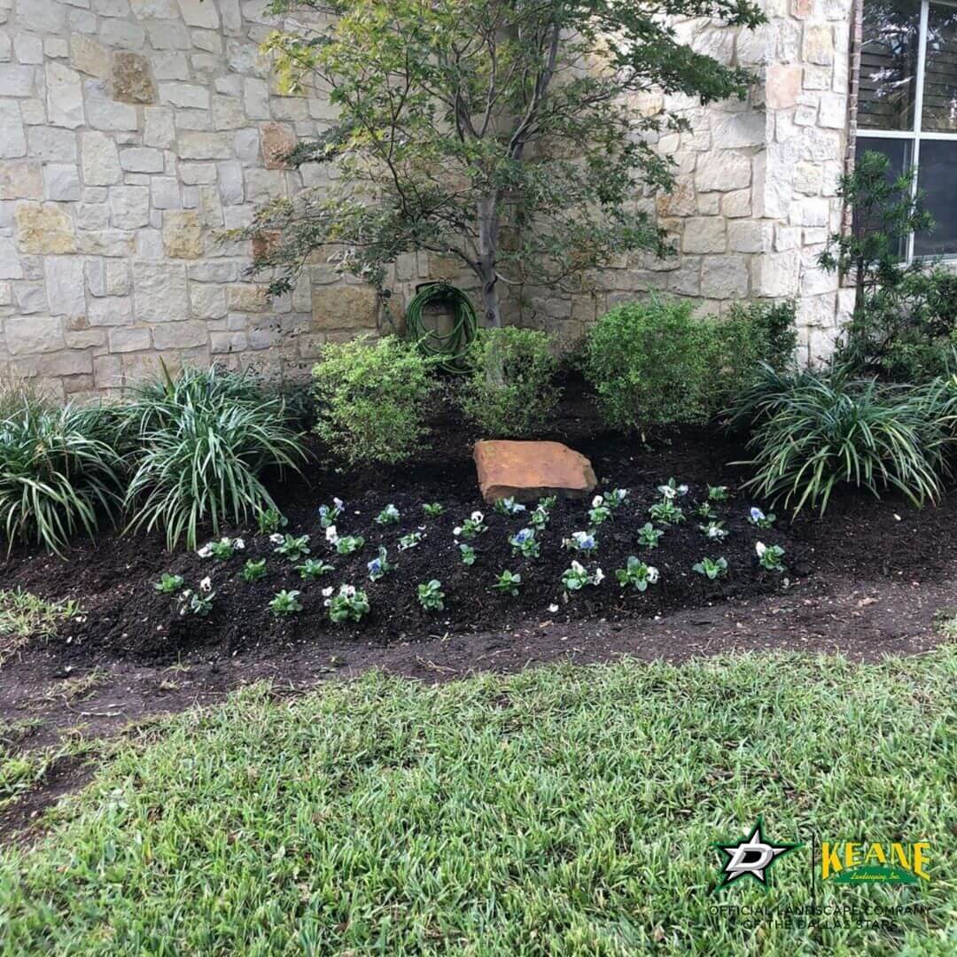 flower-bed-lawn-mulching-and-winter-color-installation-in-plano