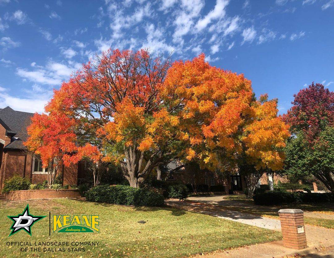 fall-tree-installation-tree-plantation-in-dallas