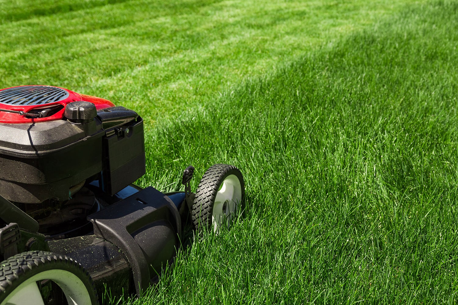 Why You Should Maintain Your Lawn Regularly