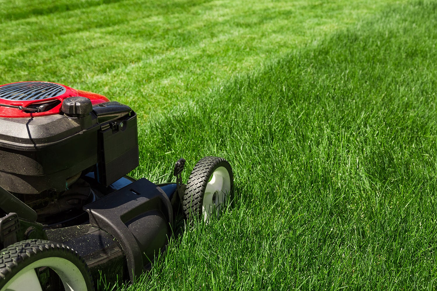 Grass Seeding