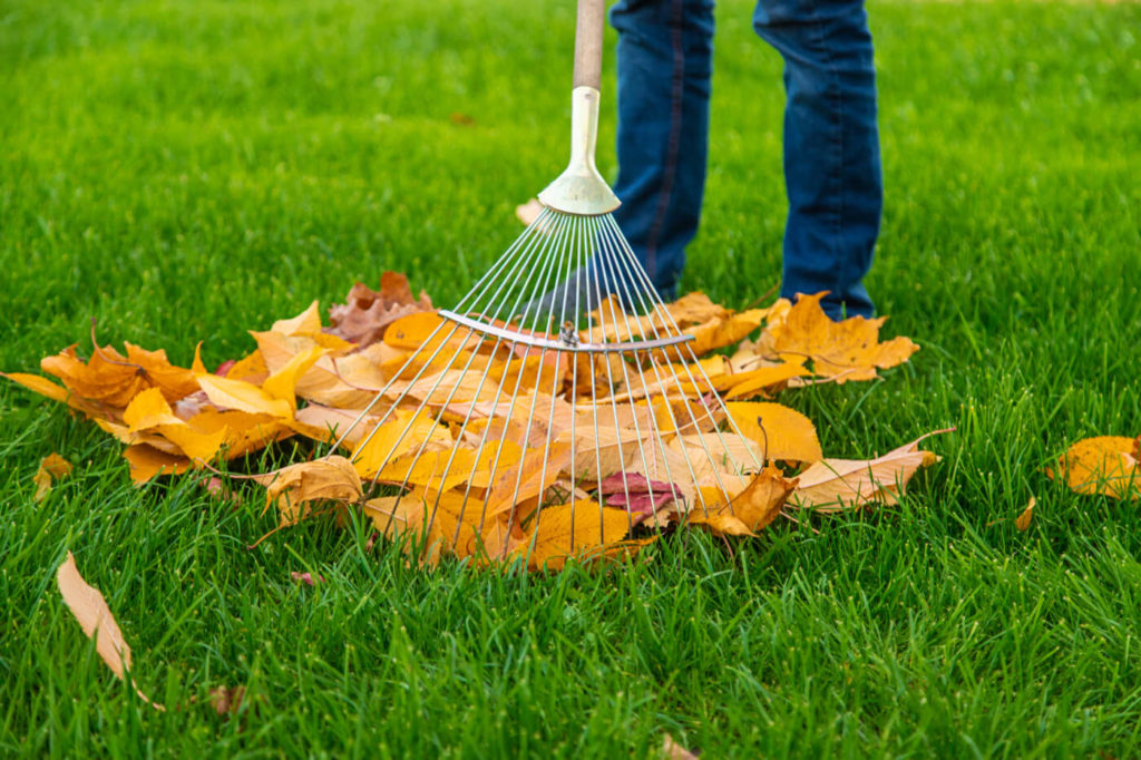 Raking Leaves