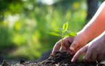 Tree Planting