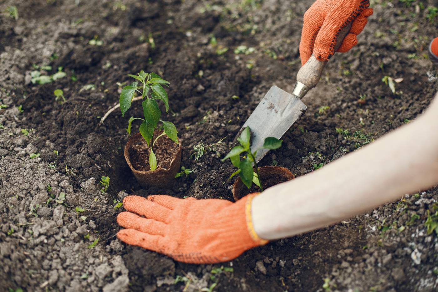 Why Fall Is the Best Time to Plant Trees & Shrubs in Dallas | Keane ...
