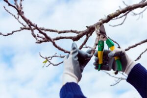 Winter Tree Pruning & Protection