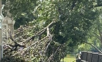 Emergency Tree Removal Trimming in Dallas, TX