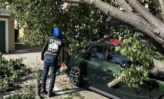 Emergency Tree Removal