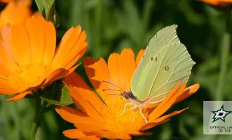 Calendula attracts pollinators