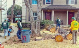 tree removal service in dallas