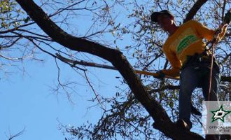 tree maintenance by dallas professional
