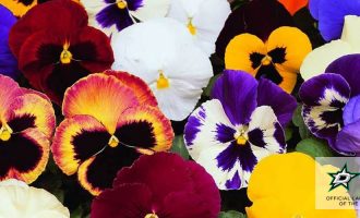 Pansies winter flower for colorful lawn