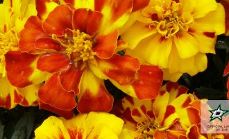 English Marigolds for winter lawn