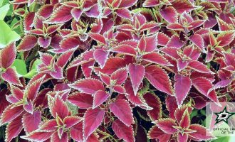colorful flowering perennials plants