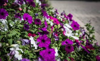 colorful flowers for fall garden