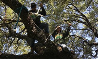 tree cabling and bracing