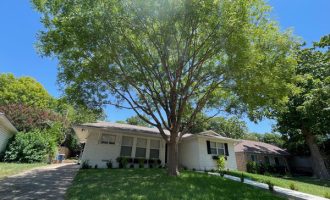 Tree pruning