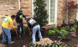 dallas landscaping company pros installing colorful flower plants