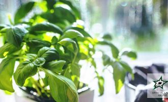 basil plant to repel insect