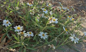 blcak foot daisy for texas summer gardening
