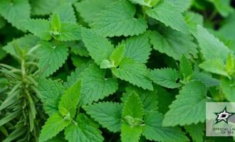 catnip to repel insects