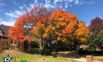 fall-tree-installation-tree-plantation-in-dallas