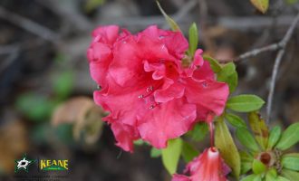 full landscaping and spring colors by Keane Landscaping 8