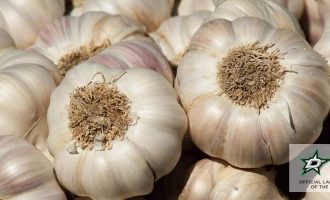 garlic for repelling pesky insects