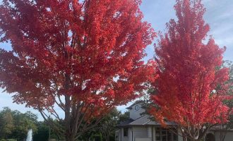 japanese-maple-fall-color-installation-in-dallas