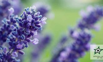 lavender to repel insects and mosquitoes