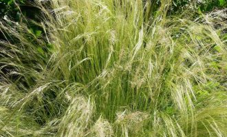mexican feather grass for summer gardening
