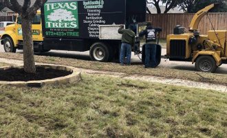 north-texas-best-trees-tree-care-services-provider-in-dallas